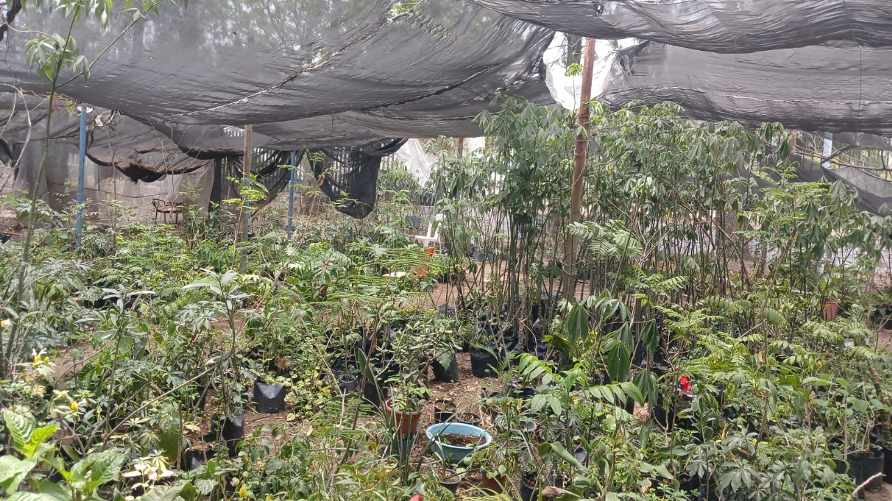 Imagen del invernadero